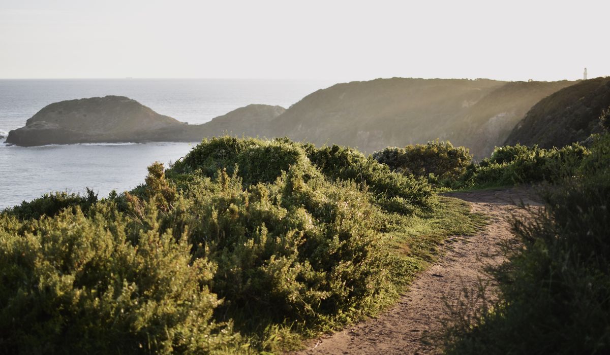 Spotting Seabirds Along Britain's Coastal Cliffs