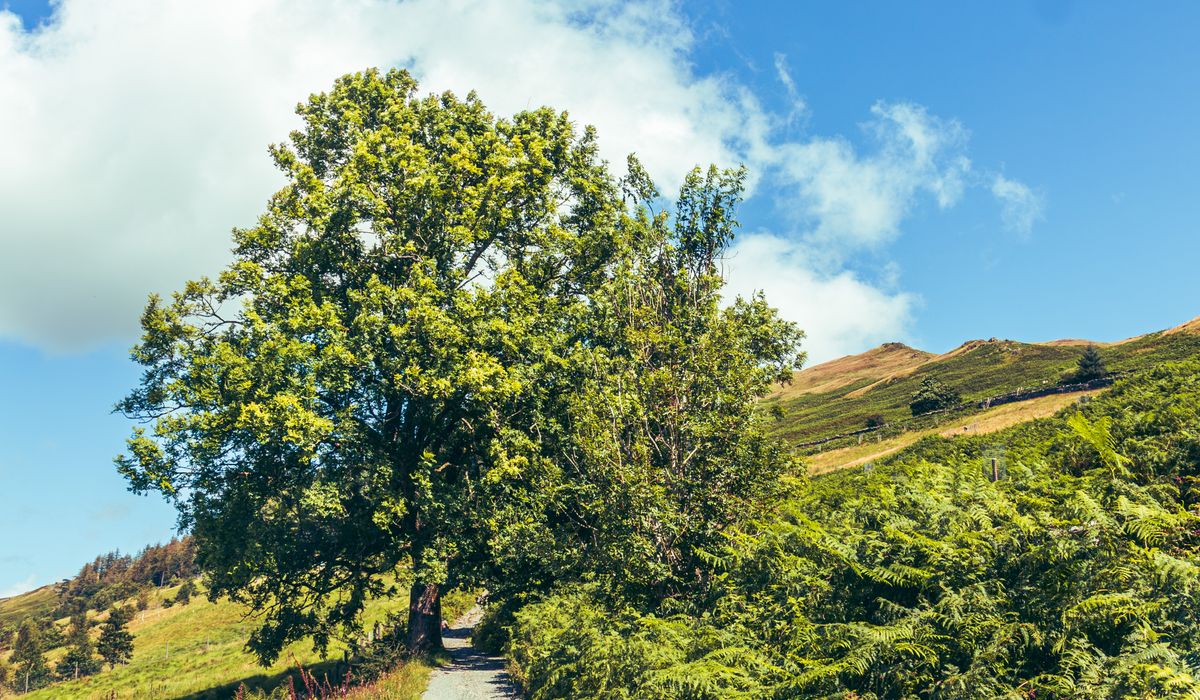 Woodland Trails Suitable for Autumn Colours